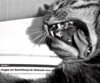 Katzenlangeweile