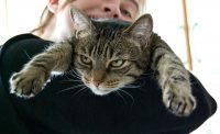 Killercat