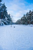 winterwald