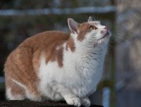 Fremdkatze