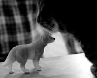 Katzenprägung die erste