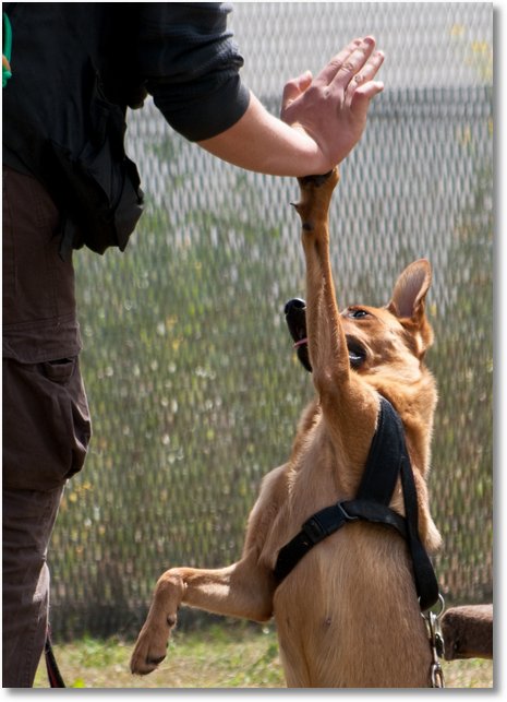 hundeschule27