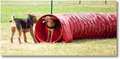 hundeschule29