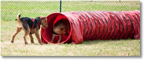 hundeschule30