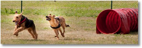 hundeschule31