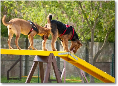 hundeschule33kl