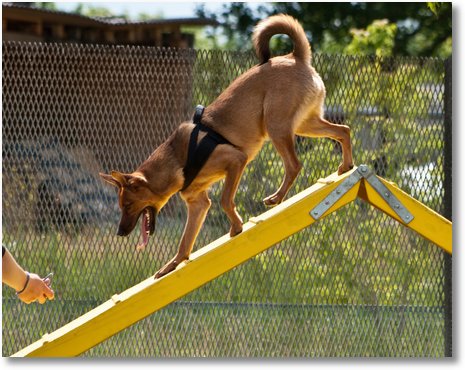 hundeschule35kl