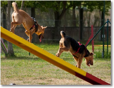 hundeschule36kl