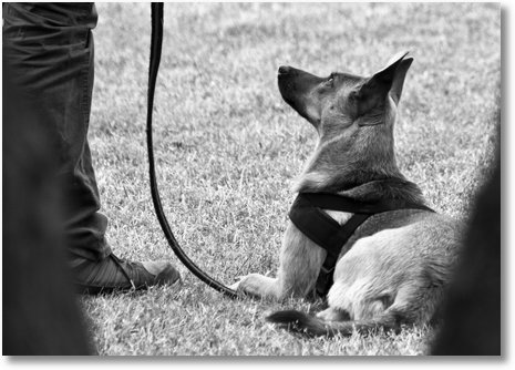 hundeschule5swkl