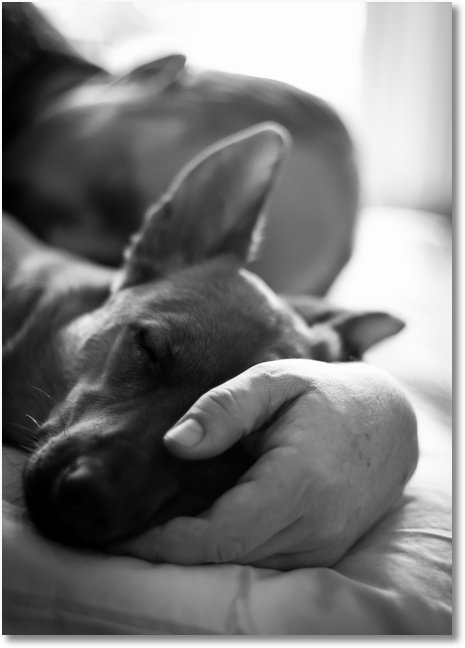 hufhund2